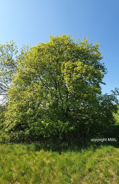Acer pseudoplatanus - Bergahorn