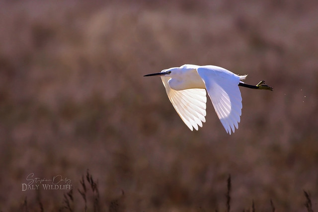 Little Egret adult flight sunlight_w_0473