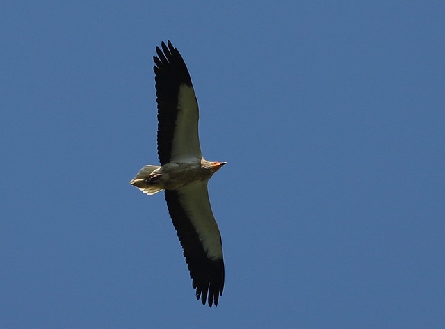 Ådselgrib (Egyptian Vulture / Neophron percnopterus)
