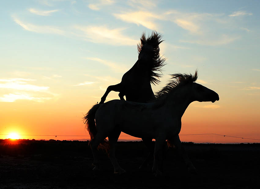 Camargue - France - Sparring horses in setting sun
