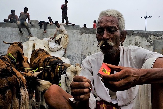 Eid 2019 - Cattle market in Old Delhi
