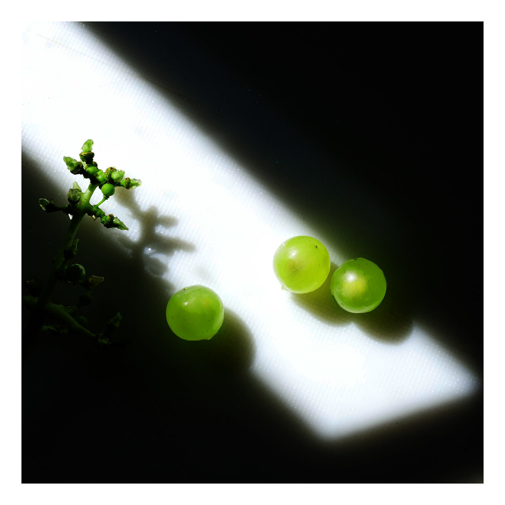 Three little grapes looking for light