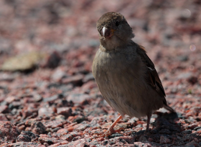 Sparrow- Amundö- 31 July