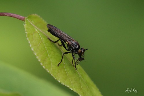 asilidés diptères insecte arthropodes québec saintfortunat été saisonestivale laphriacaniscomplex