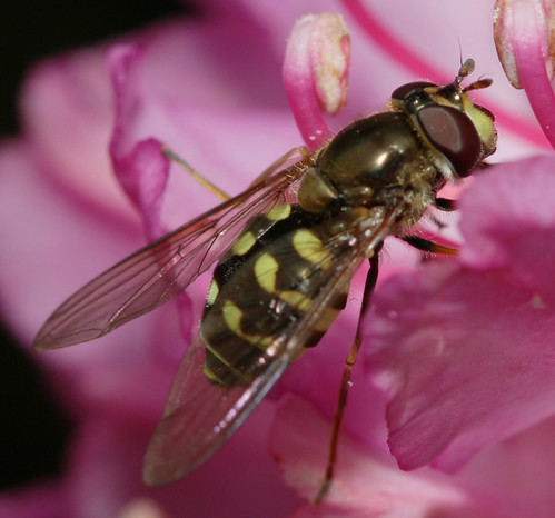 insect diptera fly syrphidae syrphinae dasysyrphus northcarolina roanmountain canonef100mmf28macrousm inaturalist dasysyrphusintrudens