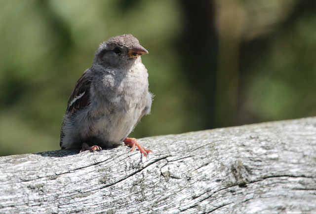 Sparrow- gråsparv