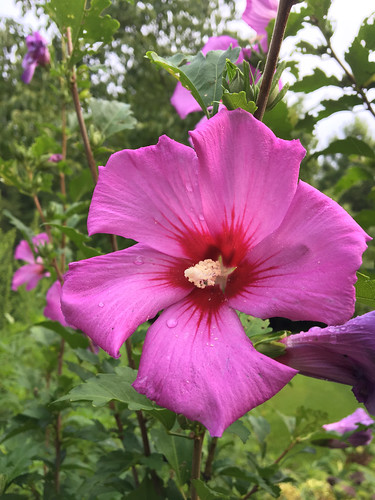 Hibiscus syriacus 01 | cultivated, Hillsborough, Orang Co., … | Flickr