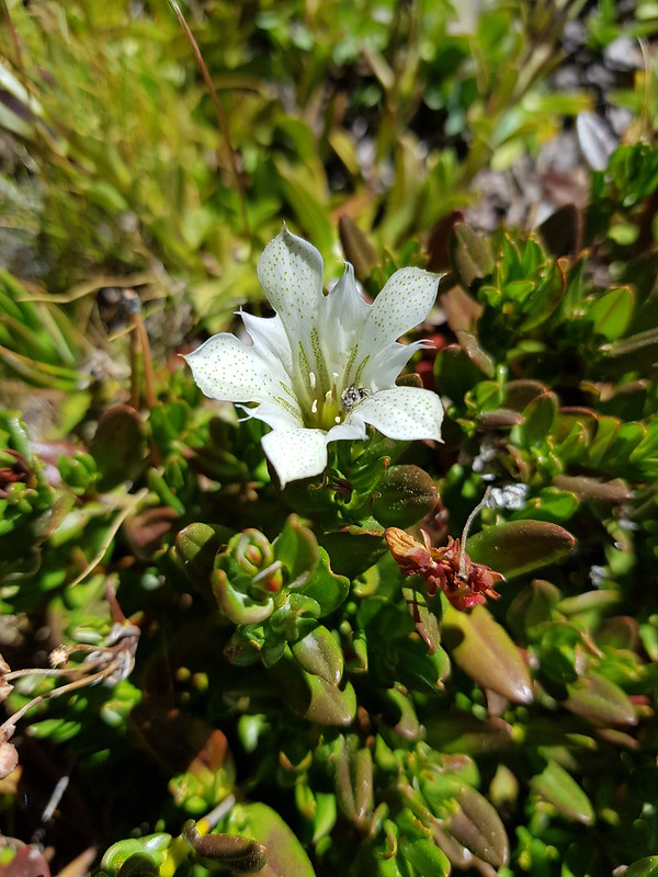 Gentiana newberryi A. Gray var. tiogana (A. Heller) J. Pringle  Gentianaceae-alpine gentian, Tioga gentian 13