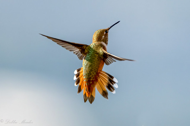An immature male Rufous Hummingbird