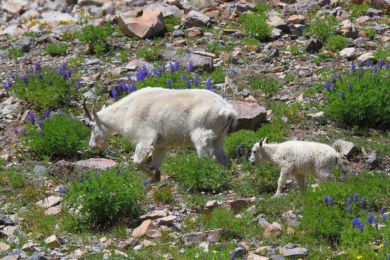IMG_5524 Mountain Goat Nanny and Kid