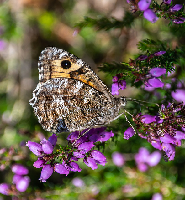Common Grayling, Bell Heather, Buckler's Forest, Crowthorne, 31 July 2020 (4)