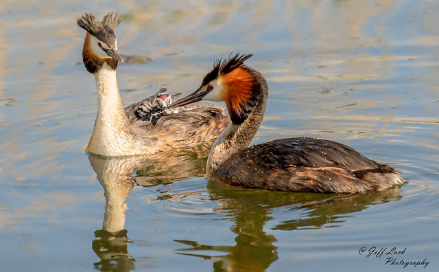 DSC6356  Great crested Grebes..