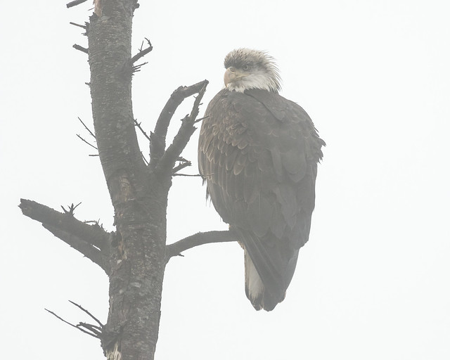 Bald eagle in early morning fog