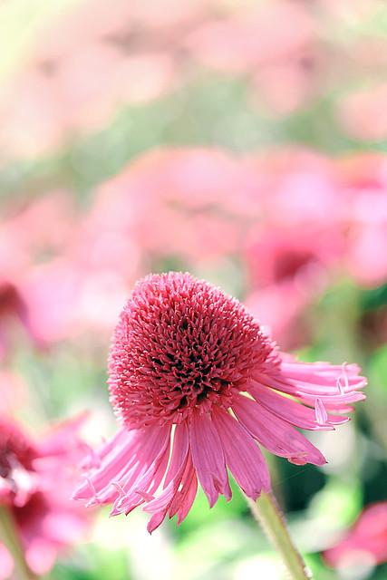 Flower blur: pink