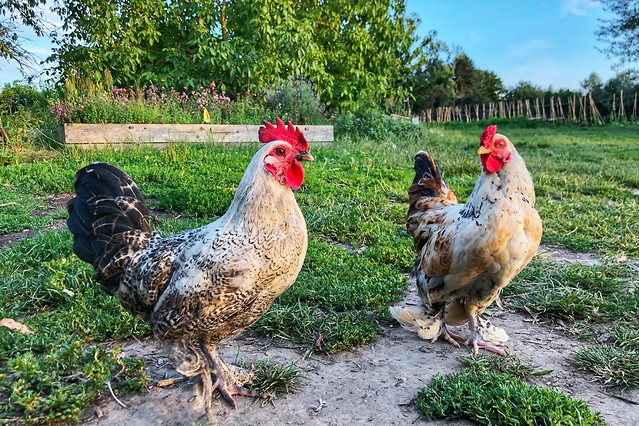 De kippen van boerencompagnie Heverlee