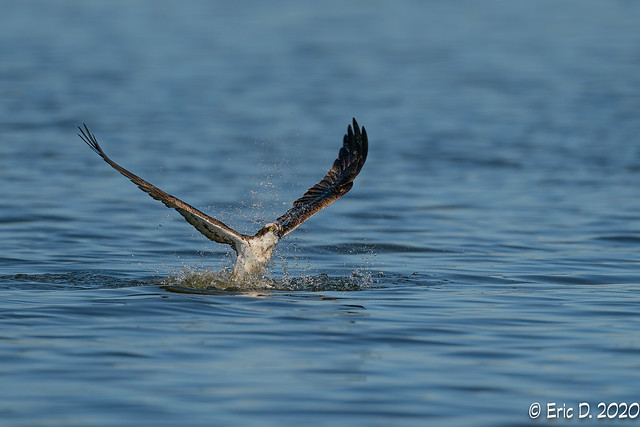 Fishing Osprey reloaded