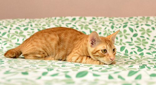 Hermes, gatito rubio juguetón y dulce esterilizado, nacido Marzo'20, en adopción, Valencia. ADOPTADO. 50177627362_c2c41c9ff2
