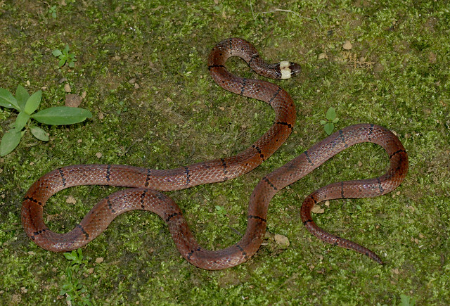 McClelland's Coral Snake (Sinomicrurus annularis)