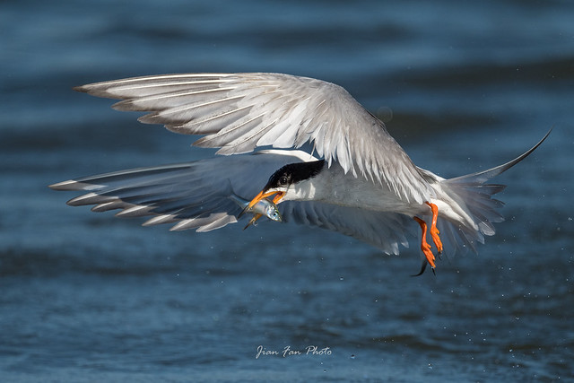 Forster's tern with a fish