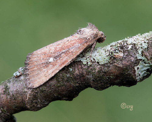 pennsylvania bradfordcounty moth whitedottedgroundling condicavidens