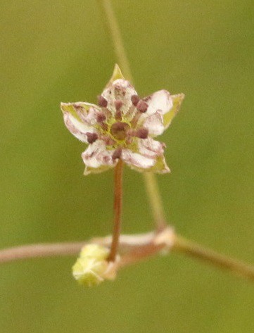 lesser stitchwort with  Microbotryum stellariae Microbotryaceae