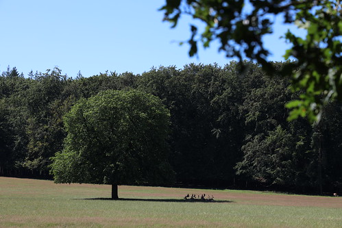 canoneosr canonrf24105mmf4lisusm paleisparkhetloo palaisparchetloo palaceparkhetloo palastparkhetloo hetloo apeldoorn gelderland paysbas netherlands niederlande nederland parc park fallowdeer daim damhert damhirsch natur natuur nature beauty été sommer summer zomer arbres bäume bomen trees vert grün groen green sooc 500faves 525faves 550faves 575faves 600faves 625faves 5000views 650faves 675faves 700faves 7500views 725faves 750faves 10000views