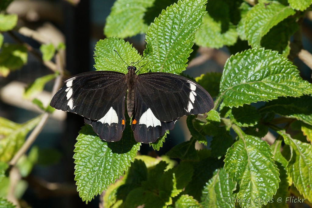 Orchard swallowtail butterfly (male)