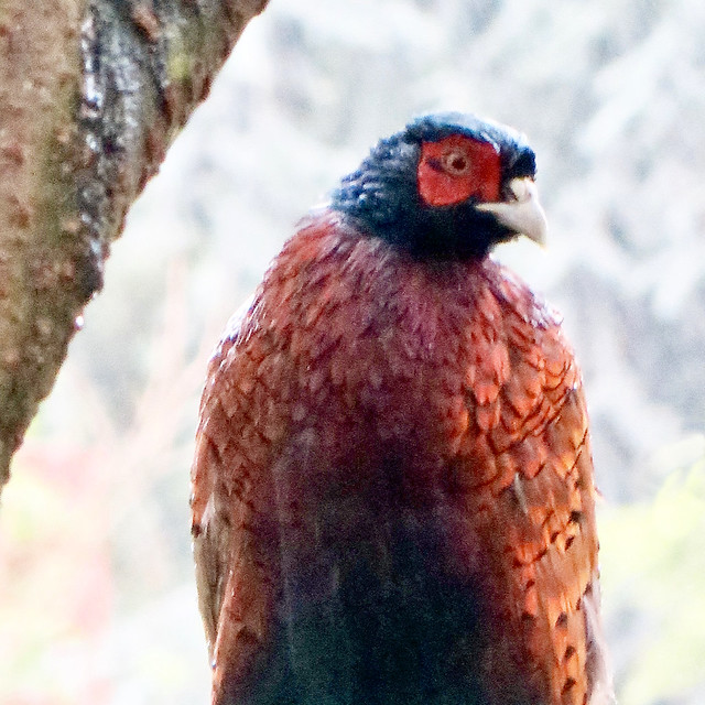 On this day | 2nd August 2013 | Rainy day | Impression of Pheasant