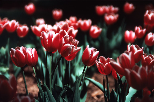 Tulips (7)