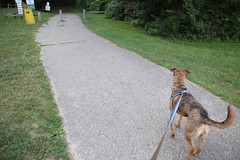 Visit with Runyon to North Bay Park (Ypsilanti Township, Michigan) - August 1st, 2020