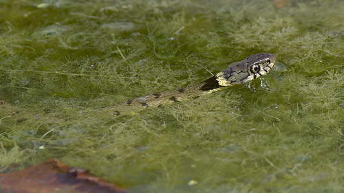 couleuvre collier natrix helvetica barred grass snake wild life wildlife lake water eau lac nature animal frog grenouille