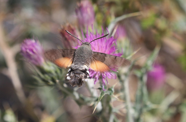 Duehale (Humming-bird Hawk-moth / Macroglossum stellatarum)