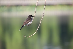 Eastern Kingbird During My Visit with Runyon to North Bay Park (Ypsilanti Township, Michigan) - August 1st, 2020