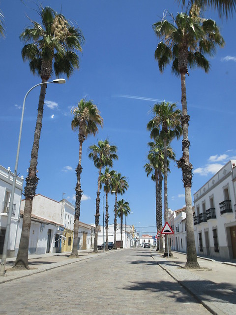 Tall palms, street in Burguillos del Cerro, Spain