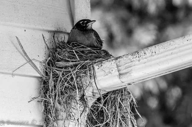 Robin on the nest