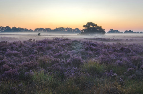 exloo drenthe thenetherlands nature naturephotography purple morning landscape misty colors tree