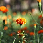 Marigold - Flower