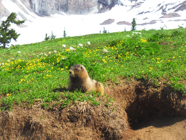 Marmot in Mount Rainier National Park