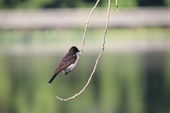 Eastern Kingbird During My Visit with Runyon to North Bay Park (Ypsilanti Township, Michigan) - August 1st, 2020