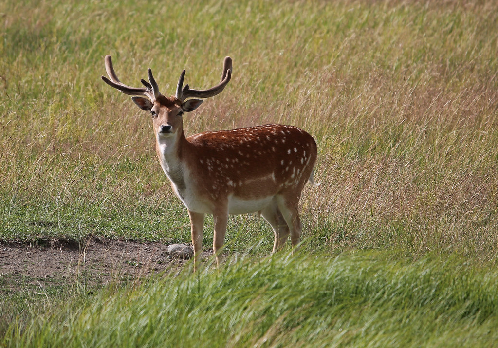 Fallow deer buck (Dovhjort)