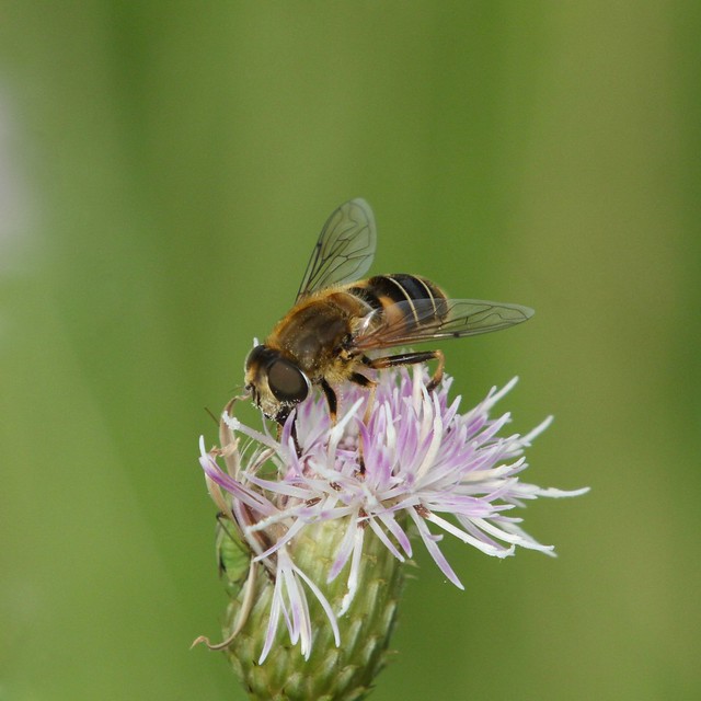 Tapered Drone Fly - Eristalis pertinax