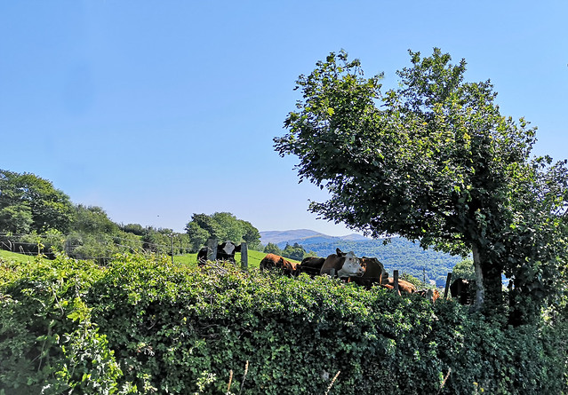 Cattle in the shade