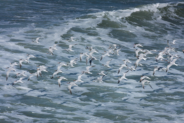 Caspian Terns over the Pacific