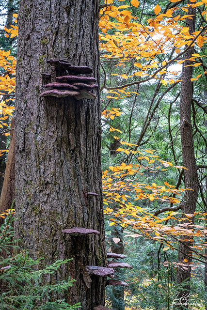 Hike in the Woods - Adirondacks