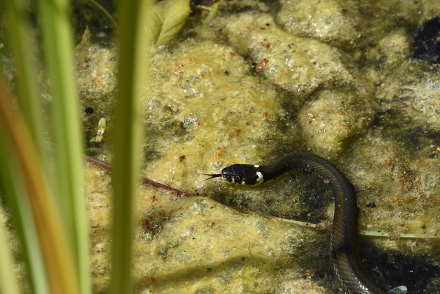 Grass snake – Natrix natrix – Ringelnatter