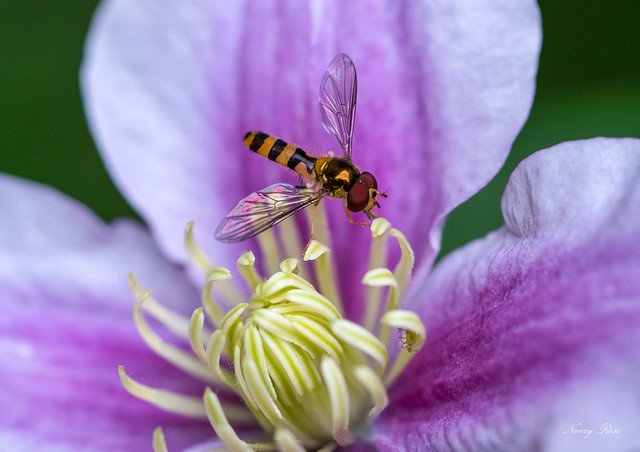 Hoverfly hovering in my Clematis