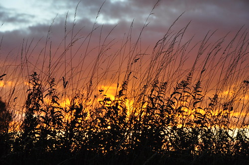 silhouette silhouettes grasses sky sunset