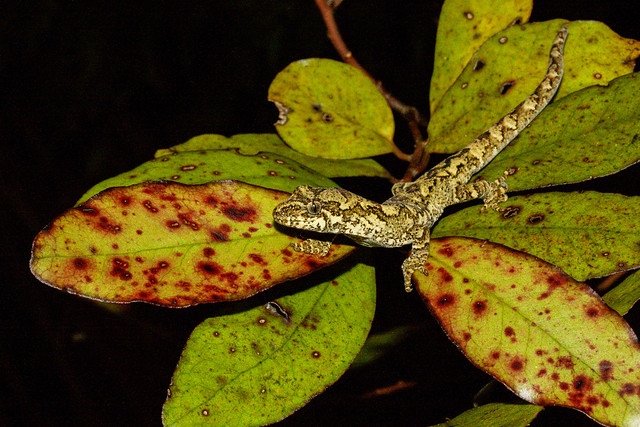Tautuku gecko