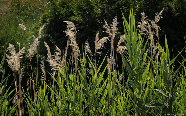 Reed Canary Grass - Idaho