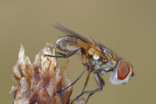 Petit diptère-Ectophasia crassipennis